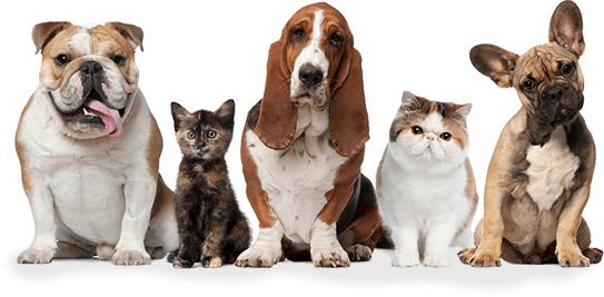 ý kiến khách hàng