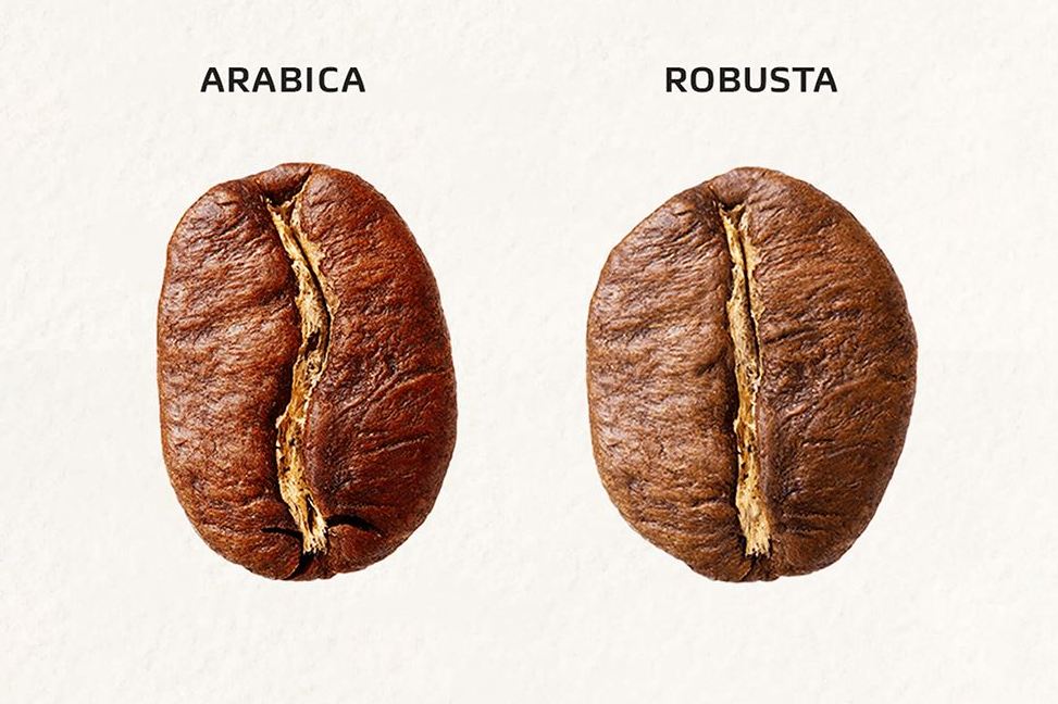 Những Điểm Khác Biệt Với Cà Phê Robusta