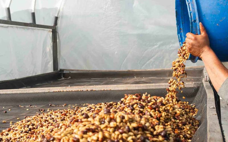 Cà phê lên men – Xu hướng mới trong ngành cà phê