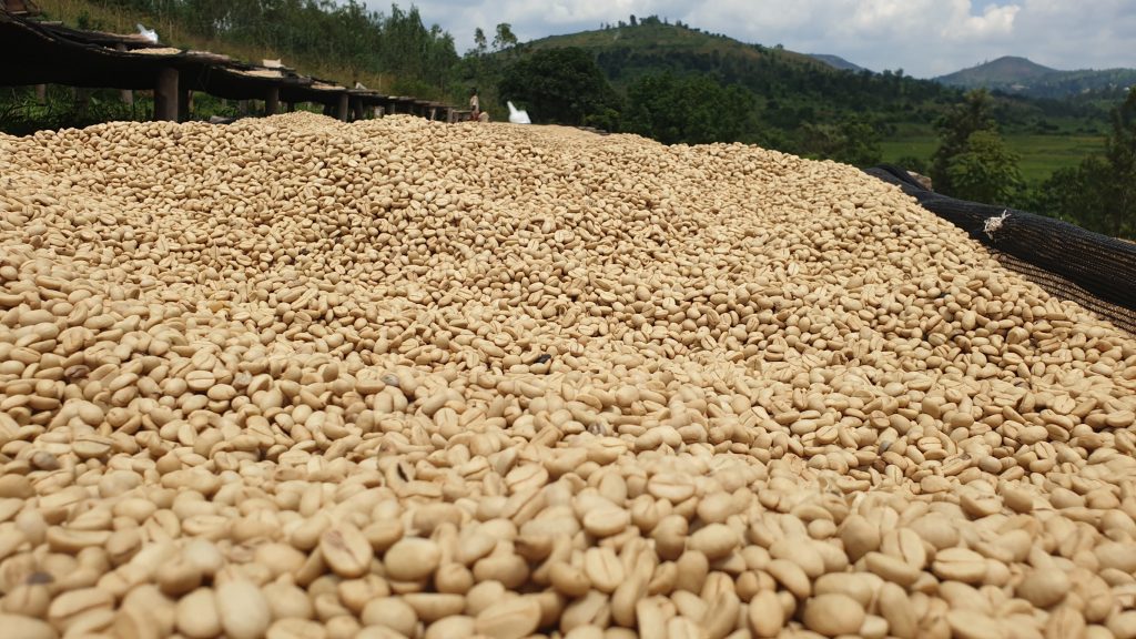 Cà phê lên men – Xu hướng mới trong ngành cà phê