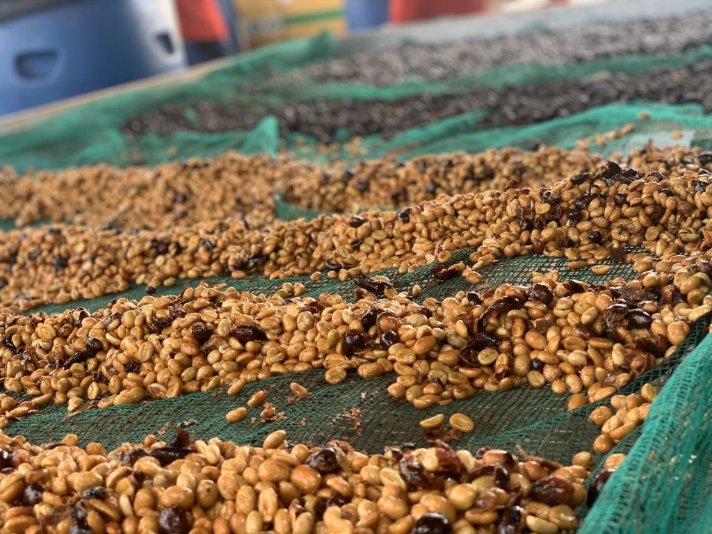 Cà phê lên men – Xu hướng mới trong ngành cà phê