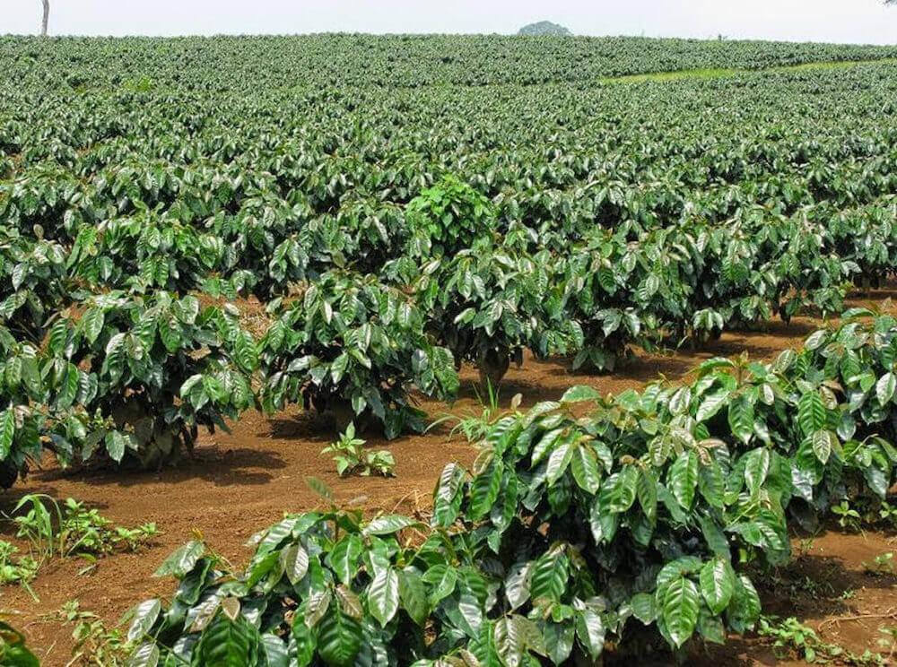 Đặc điểm trồng trọt và sản lượng cà phê Moka