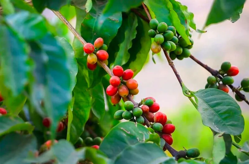 Cà phê moka – Nữ hoàng cà phê của vùng đất việt