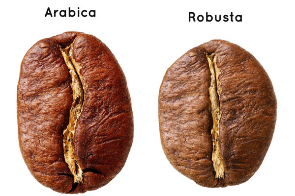 Cà phê Robusta có thật sự kém chất lượng hơn Arabica không?