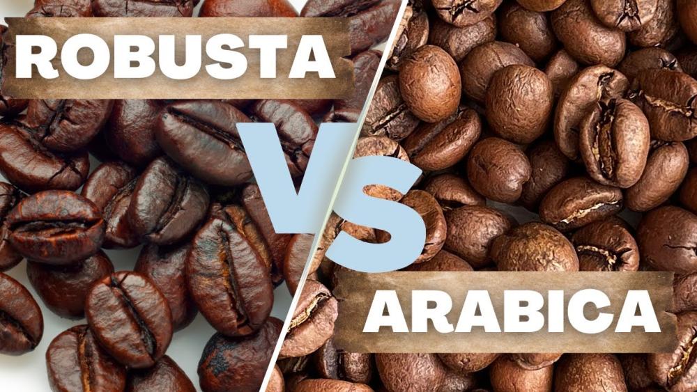 Cà phê Robusta có thật sự kém chất lượng hơn Arabica không?