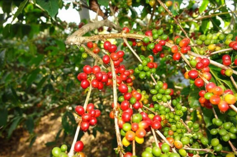 các loại cà phê nổi tiếng ở Việt Nam - Catimor