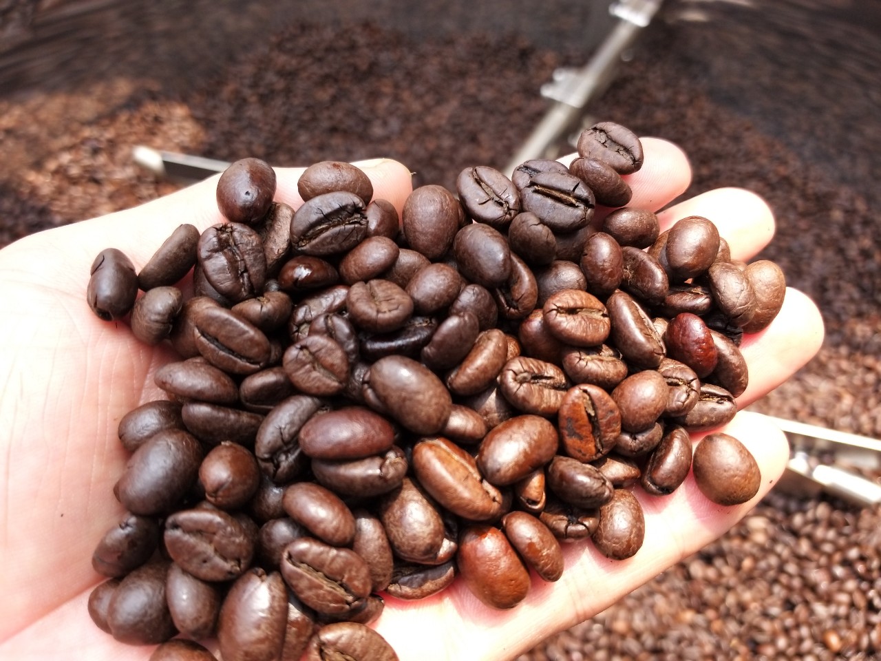 Cách phân biệt cà phê hạt tươi chất lượng