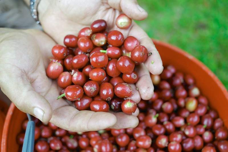 Cách phân biệt cà phê hạt tươi chất lượng