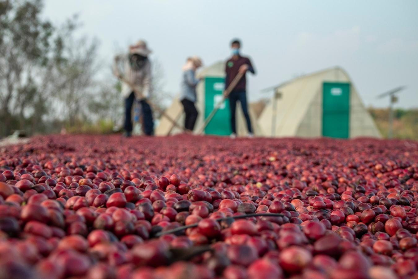 Trồng cà phê Cherry