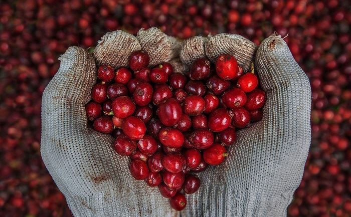 Những thách thức và cơ hội trong phát triển cà phê hiện nay