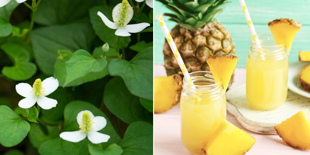 Nước ép rau diếp cá với dứa