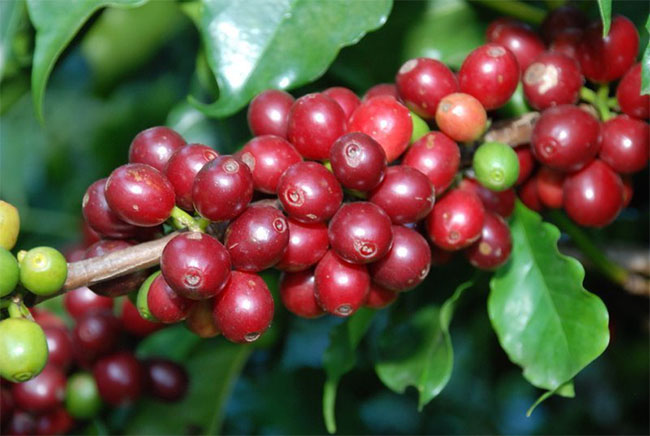 Quy trình chế biến công phu và kỹ thuật cao