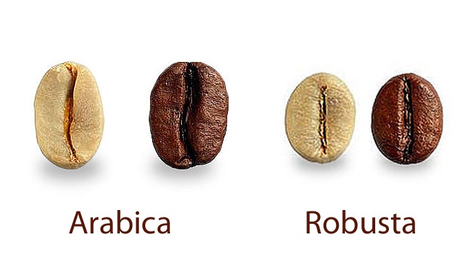 Sự khác nhau giữa cà phê Arabica và cà phê Robusta