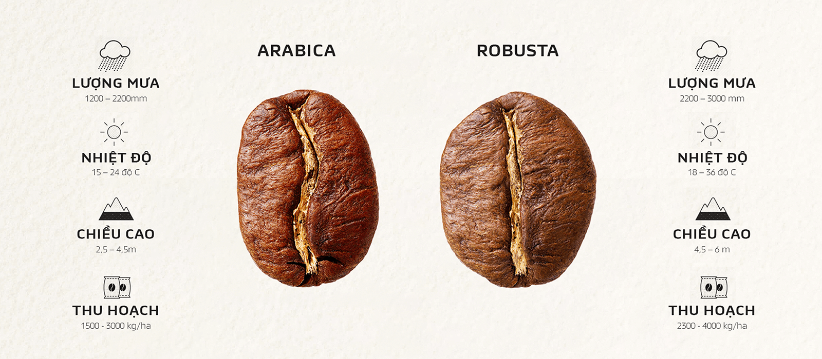 Sự khác nhau giữa cà phê Arabica và cà phê Robusta