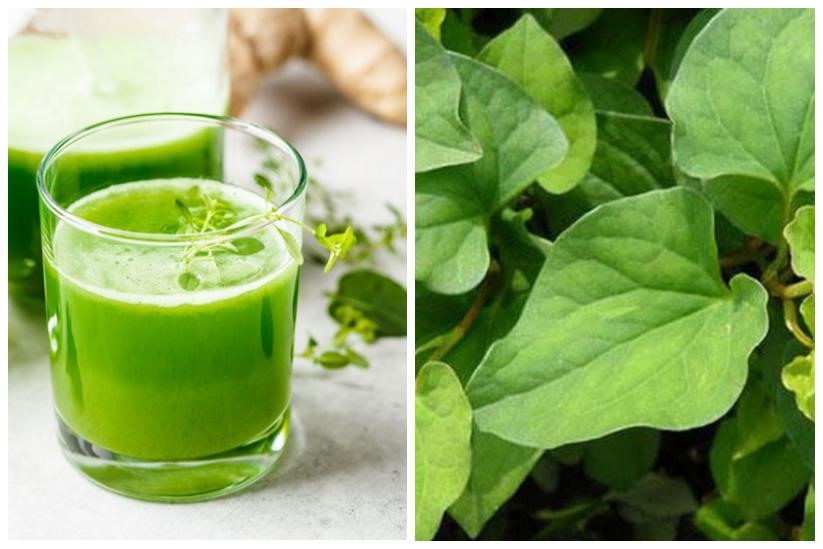 Tác dụng của rau diếp cá