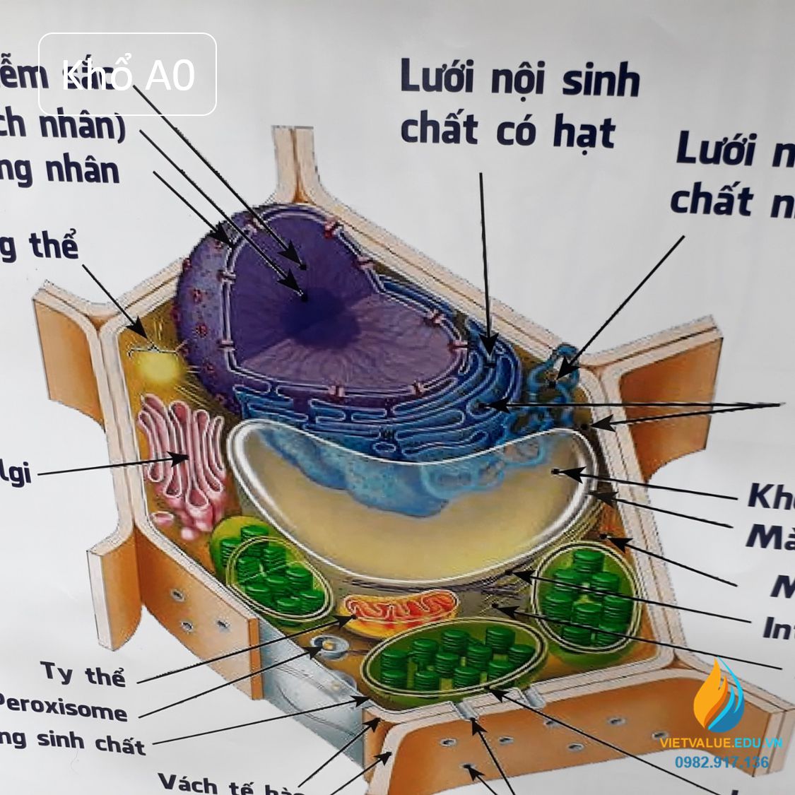 Poster cấu trúc tế bào động vật- thực vật, tranh ảnh sinh học giảng dạy cho học sinh quan sát