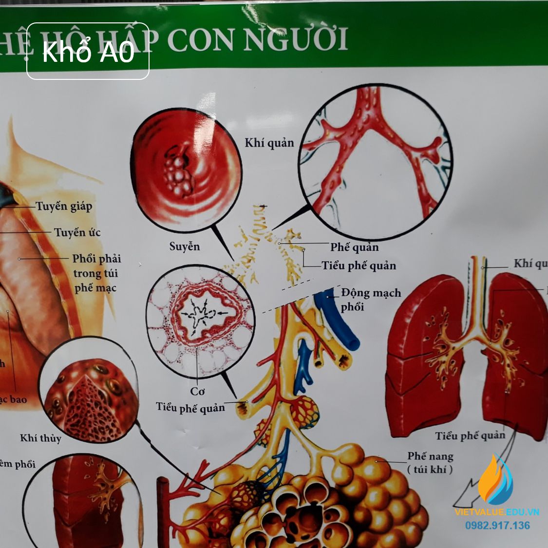 Poster cấu tạo hệ hô hấp con người, tranh ảnh sinh học giảng dạy cho học sinh quan sát
