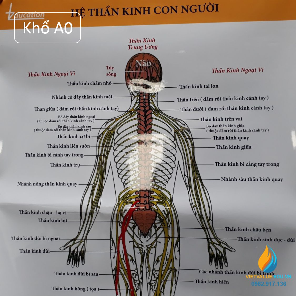 Poster cấu tạo hệ thần kinh con người, tranh ảnh sinh học giảng dạy cho học sinh quan sát
