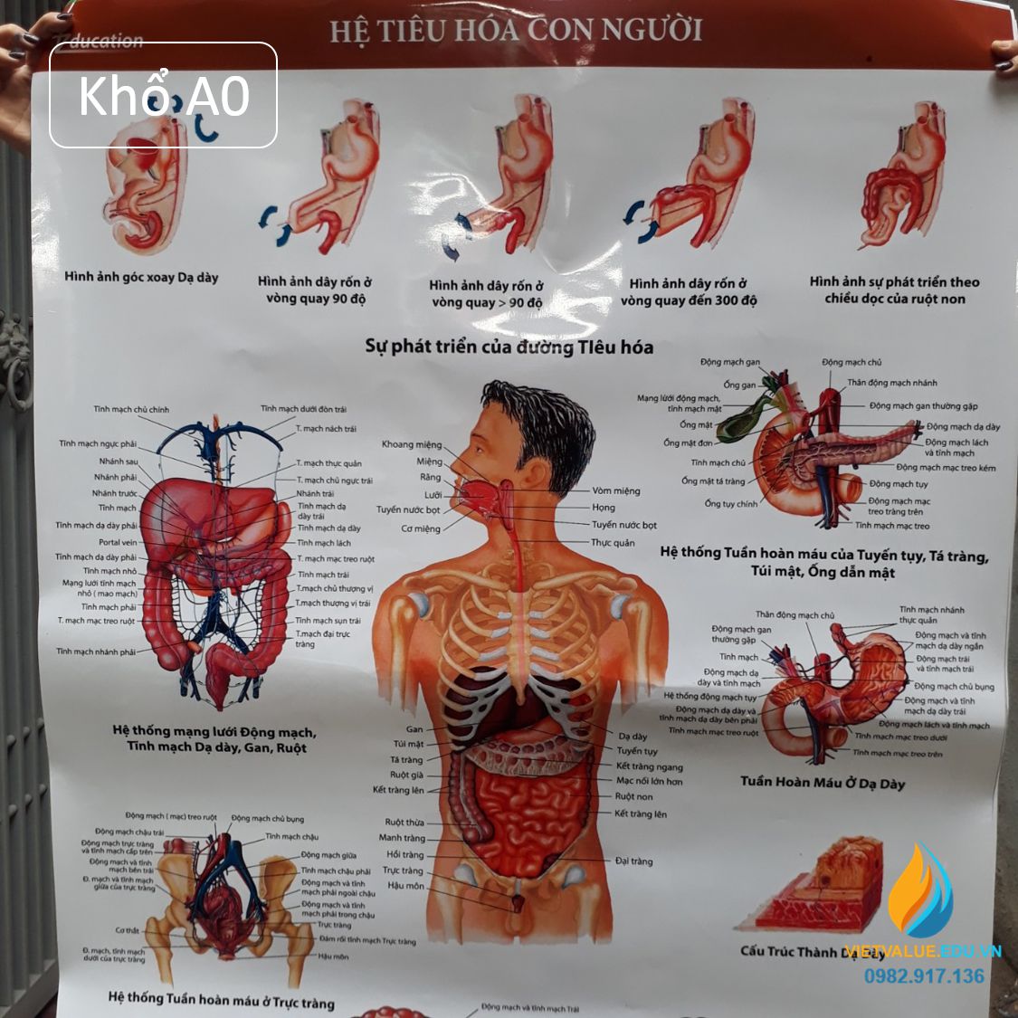 Poster cấu tạo hệ tiêu hóa con người, tranh ảnh sinh học giảng dạy cho học sinh quan sát