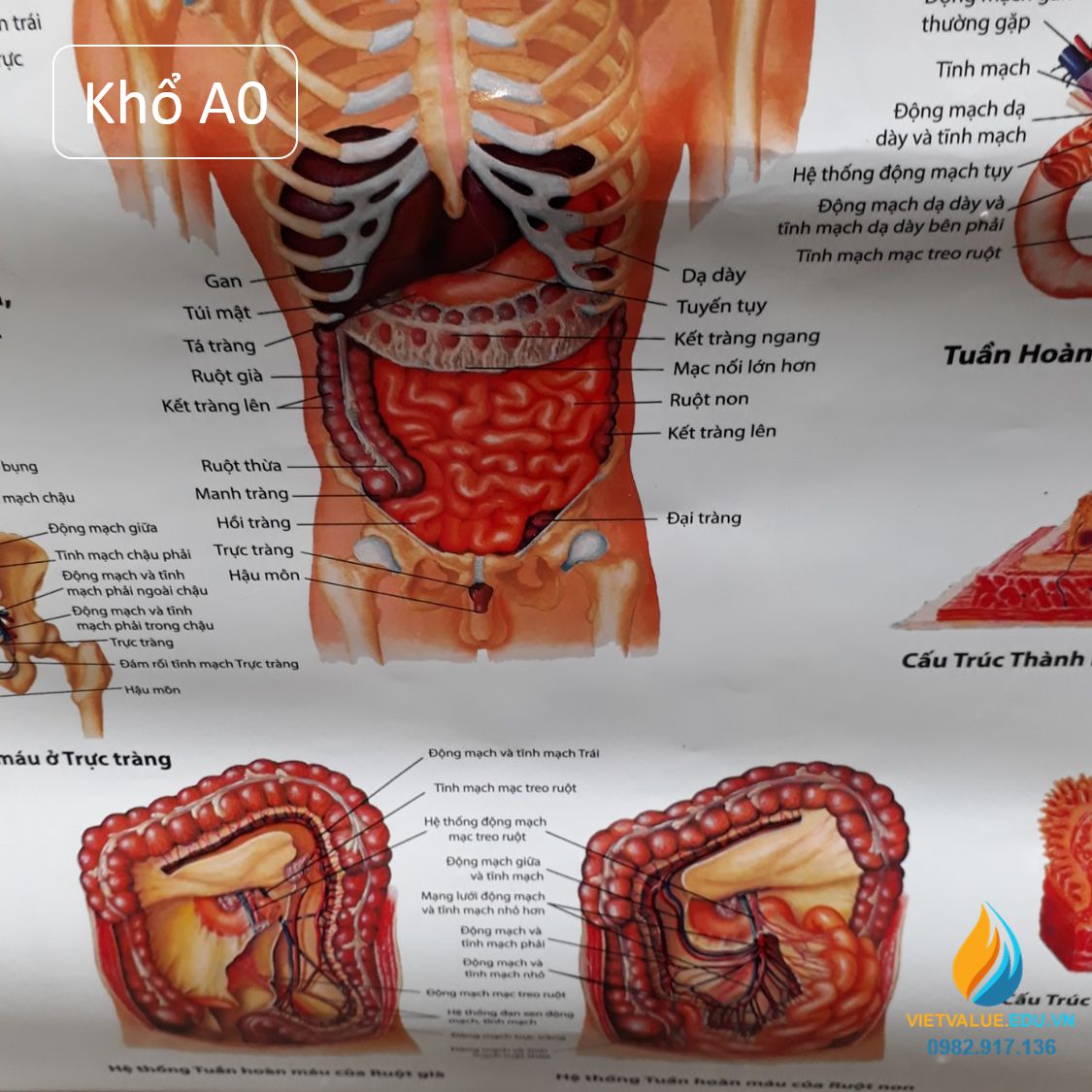 Poster cấu tạo hệ tiêu hóa con người, tranh ảnh sinh học giảng dạy cho học sinh quan sát