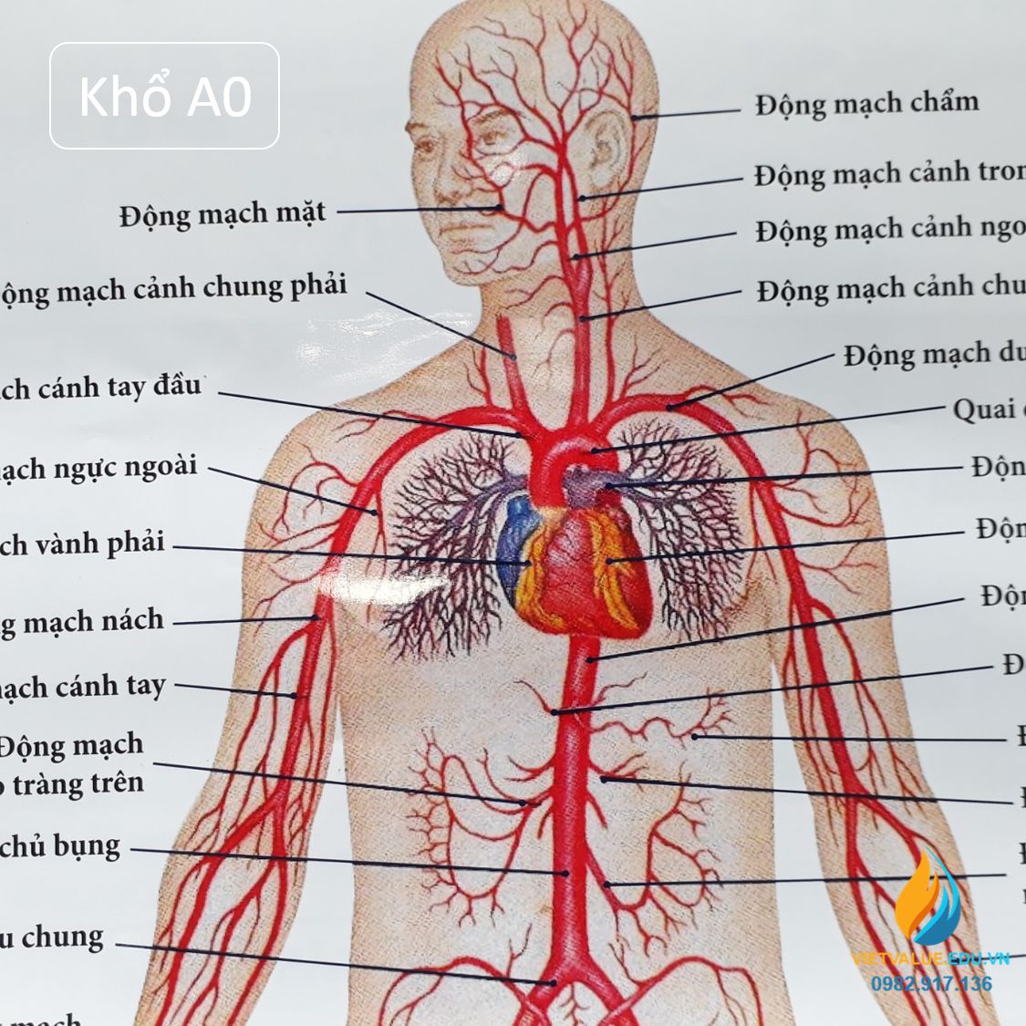 Poster cấu tạo hệ tuần hoàn con người, tranh ảnh sinh học giảng dạy cho học sinh quan sát