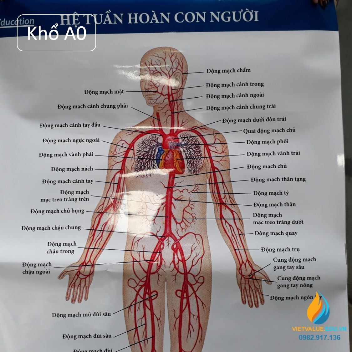 Poster cấu tạo hệ tuần hoàn con người, tranh ảnh sinh học giảng dạy cho học sinh quan sát