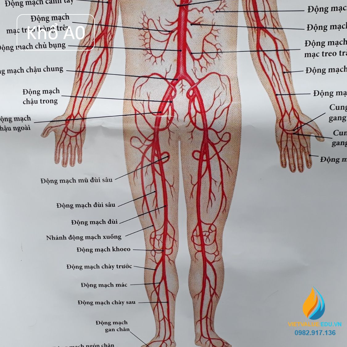 Poster cấu tạo hệ tuần hoàn con người, tranh ảnh sinh học giảng dạy cho học sinh quan sát