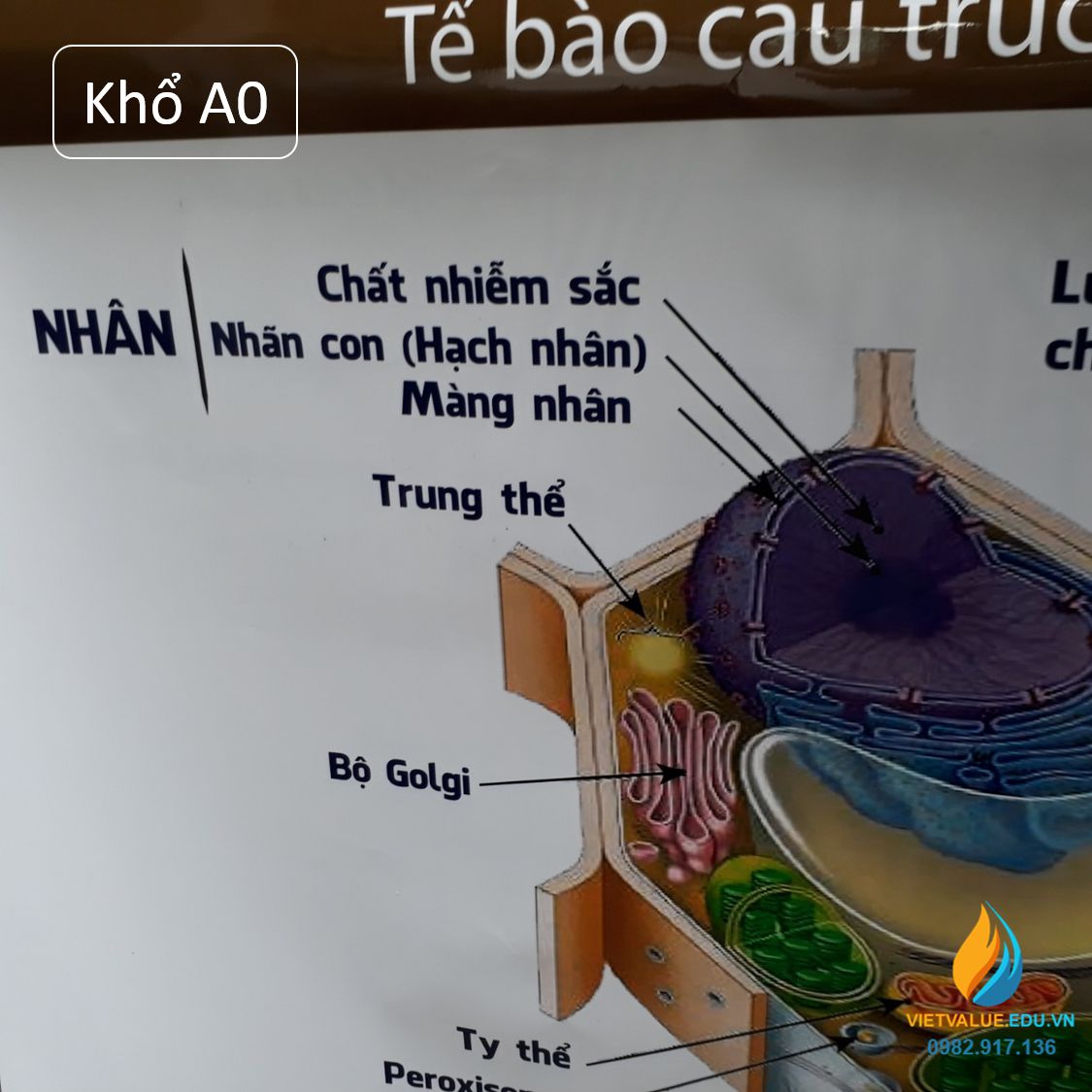 Poster cấu trúc tế bào động vật- thực vật, tranh ảnh sinh học giảng dạy cho học sinh quan sát