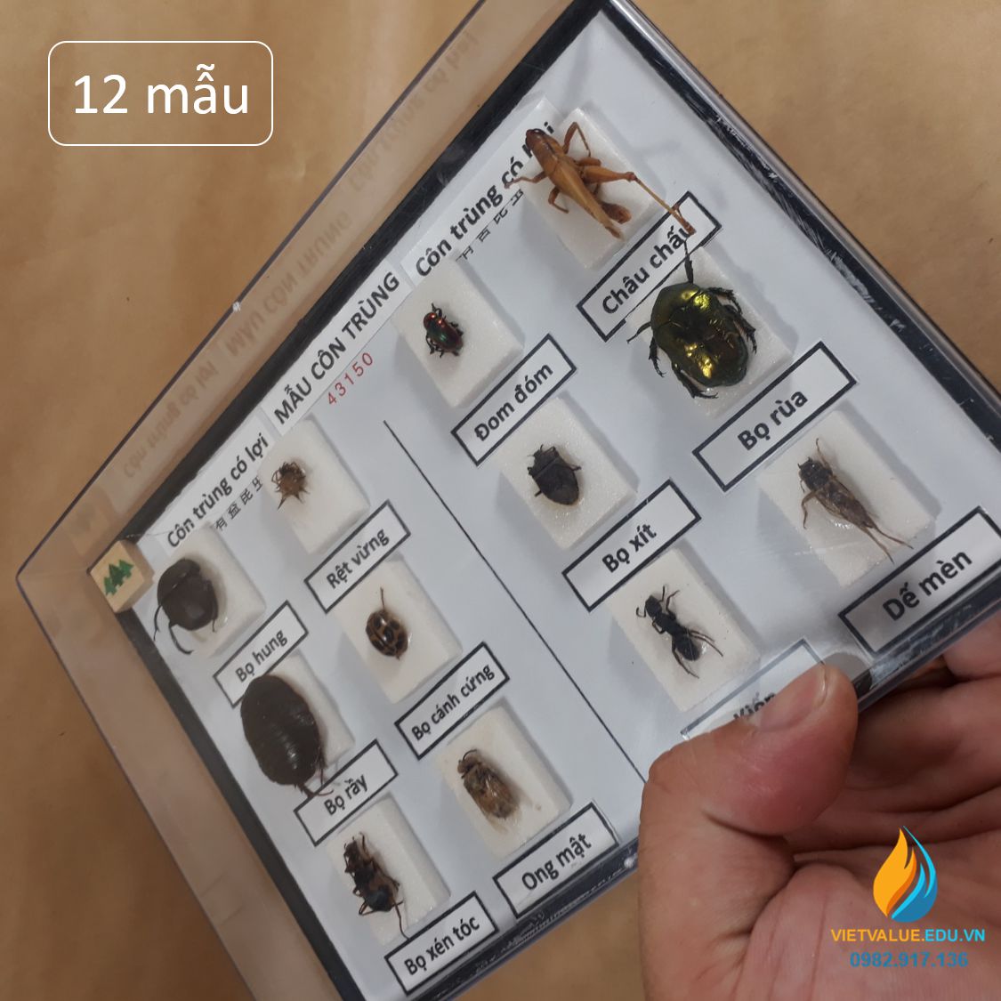 Mẫu côn trùng có cánh J4315, gồm 6 mẫu côn trùng có lợi, 6 mẫu côn trùng có hại