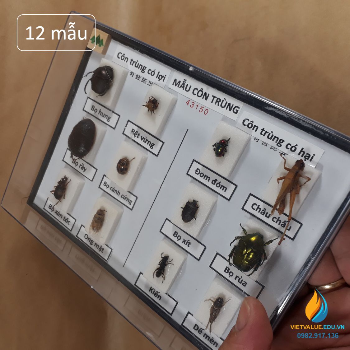 Mẫu côn trùng có cánh J4315, gồm 6 mẫu côn trùng có lợi, 6 mẫu côn trùng có hại