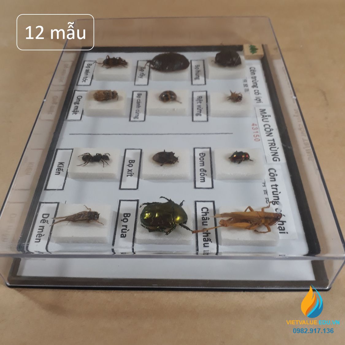 Mẫu côn trùng có cánh J4315, gồm 6 mẫu côn trùng có lợi, 6 mẫu côn trùng có hại