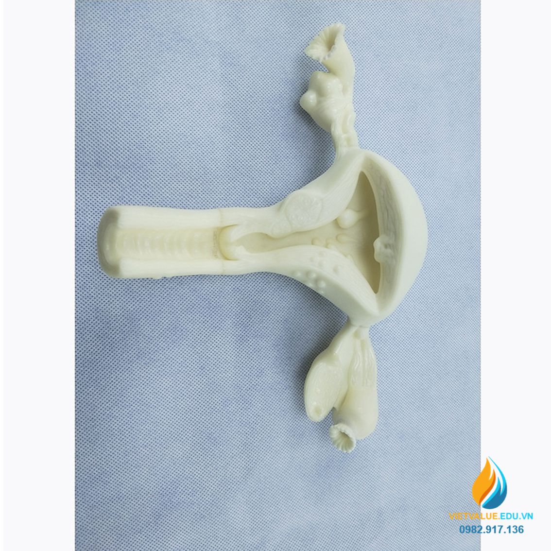 Mô hình tử cung nữ giới, chất liệu nhựa PVC, tỷ lệ 1:1, mô hình giảng dạy y khoa