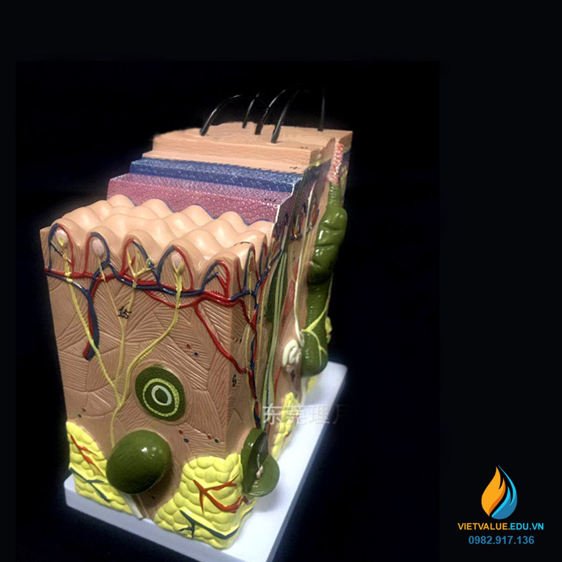 Mô hình cấu trúc da người, chất liệu nhựa PVC, mô hình giảng dạy y khoa