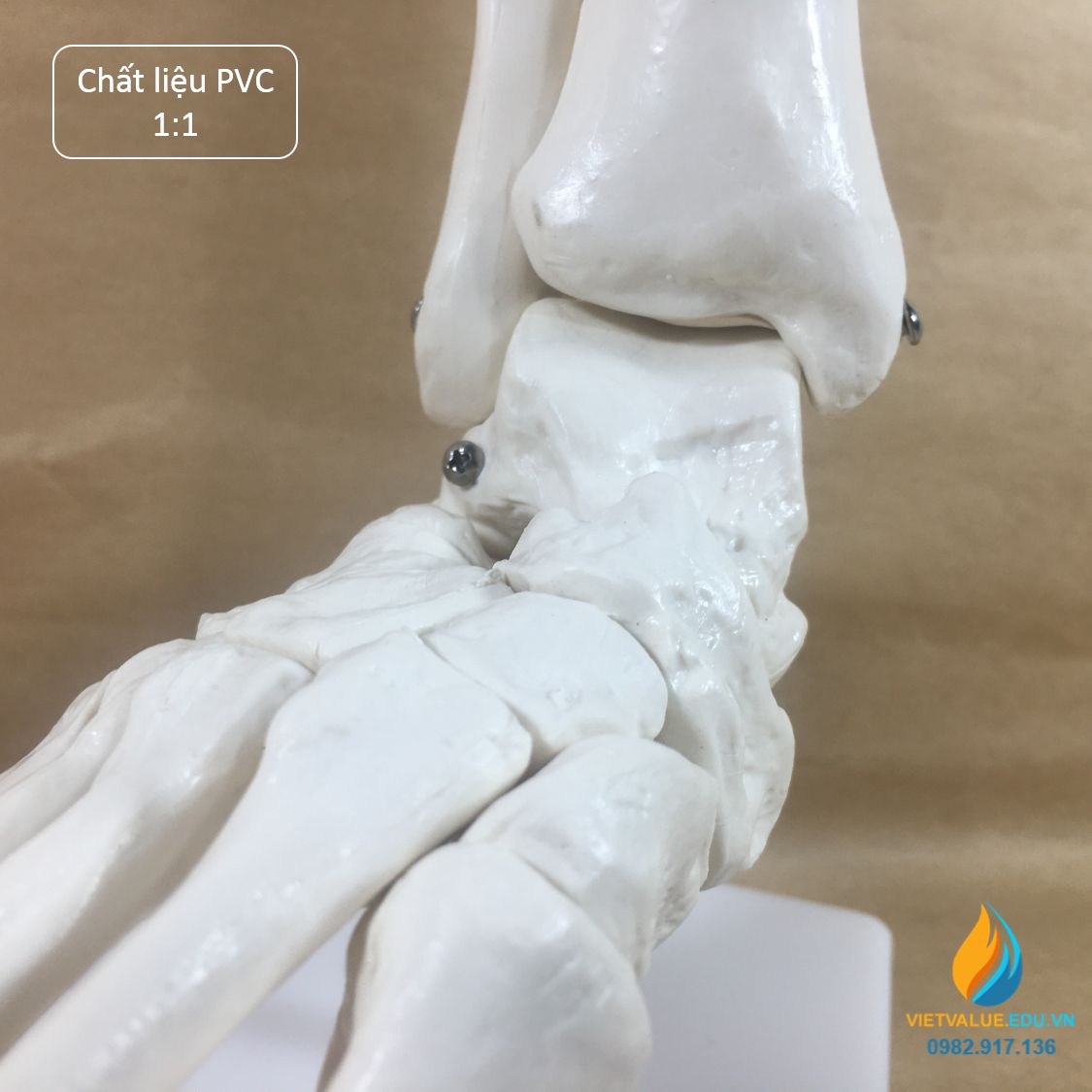 Mô hình bộ xương chân người, tỷ lệ 1:1, chất liệu nhựa PVC