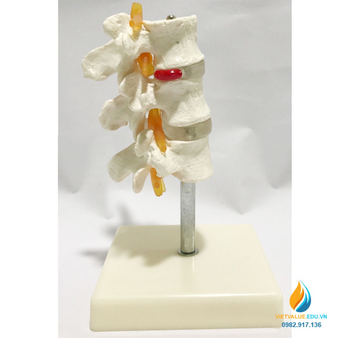 Mô hình đốt xương sống con người, chất liệu nhựa PVC, mô hình giảng dạy y khoa