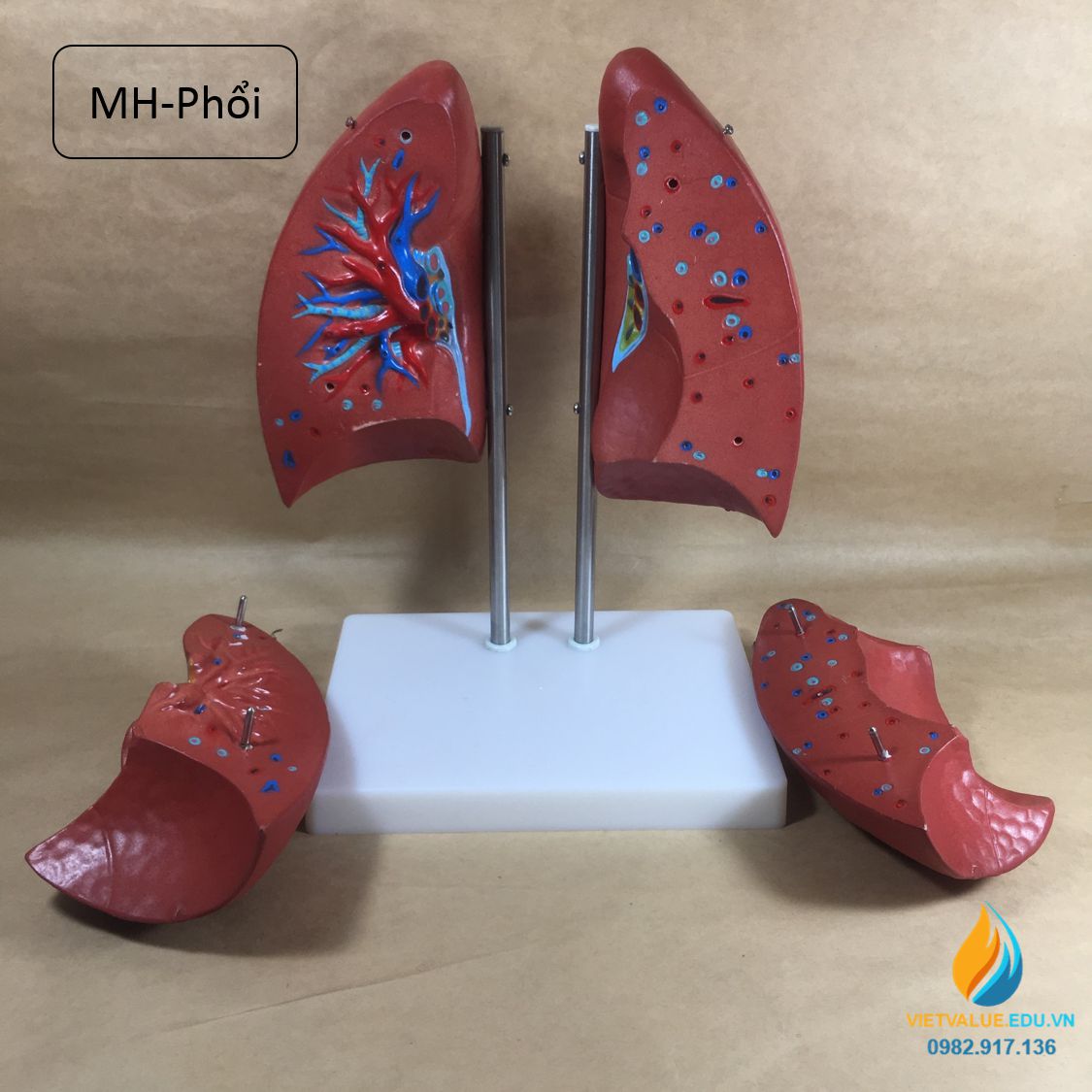 Mô hình hai lá phổi người có chân đế, mô hình giảng dạy giải phẫu học người