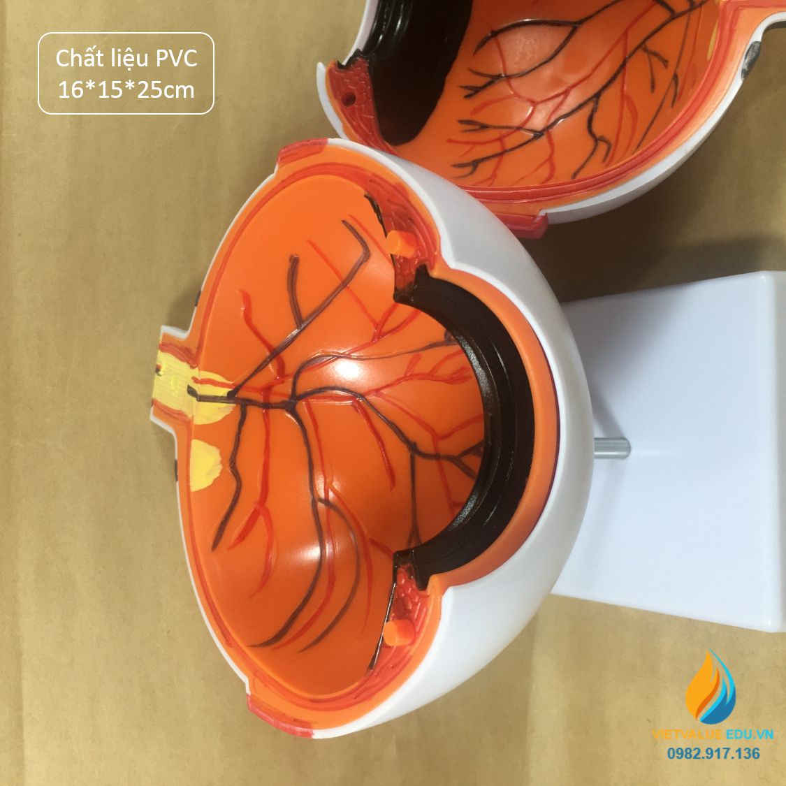 Mô hình mắt người, chất liệu nhựa PVC, mô hình giải phẫu mắt người