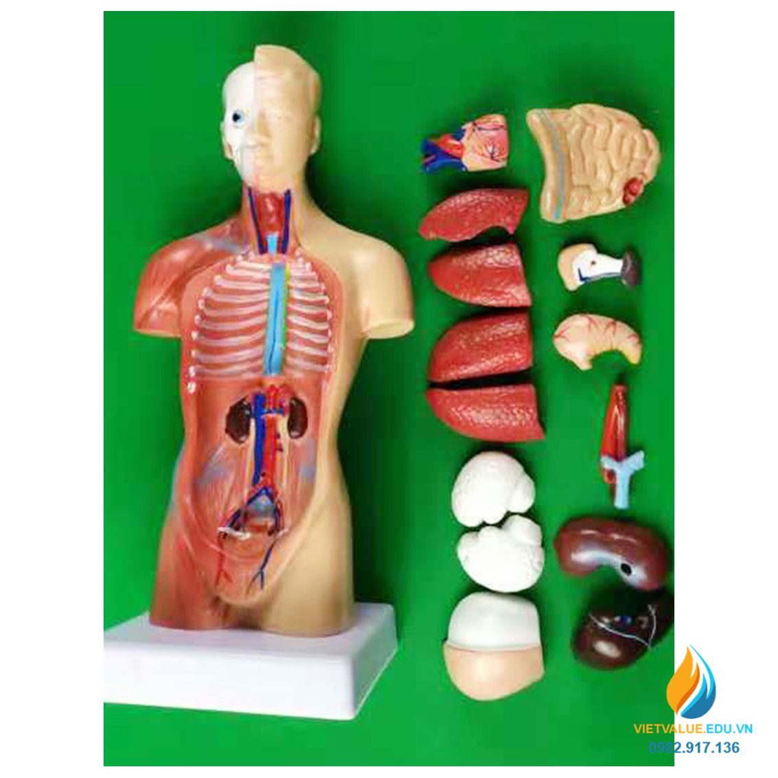 Mô hình giải phẫu nội tạng người, chất liệu nhựa PVC, mô hình giảng dạy y khoa