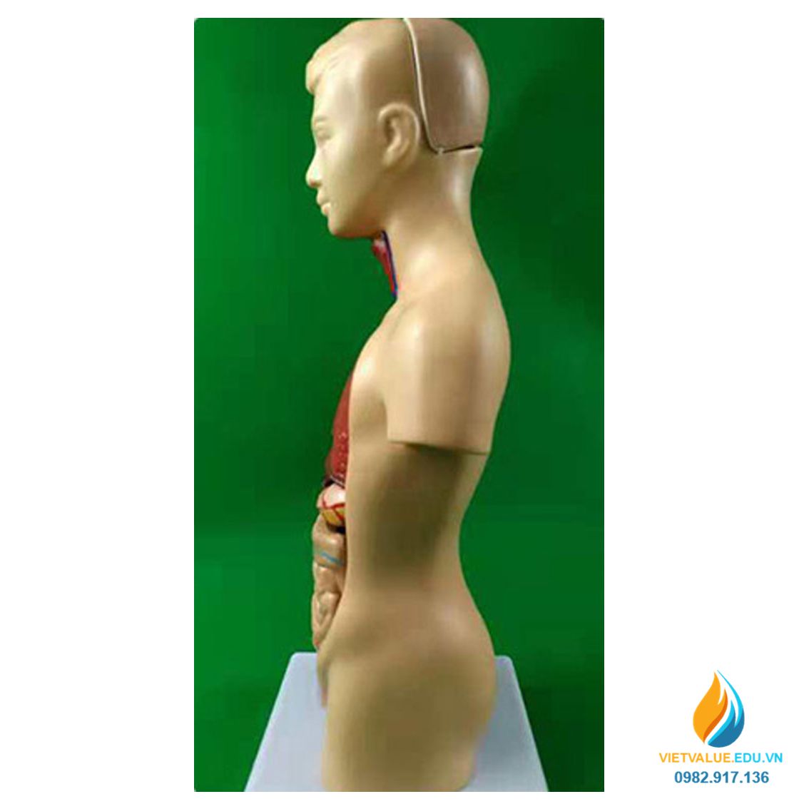 Mô hình giải phẫu nội tạng người, chất liệu nhựa PVC, mô hình giảng dạy y khoa