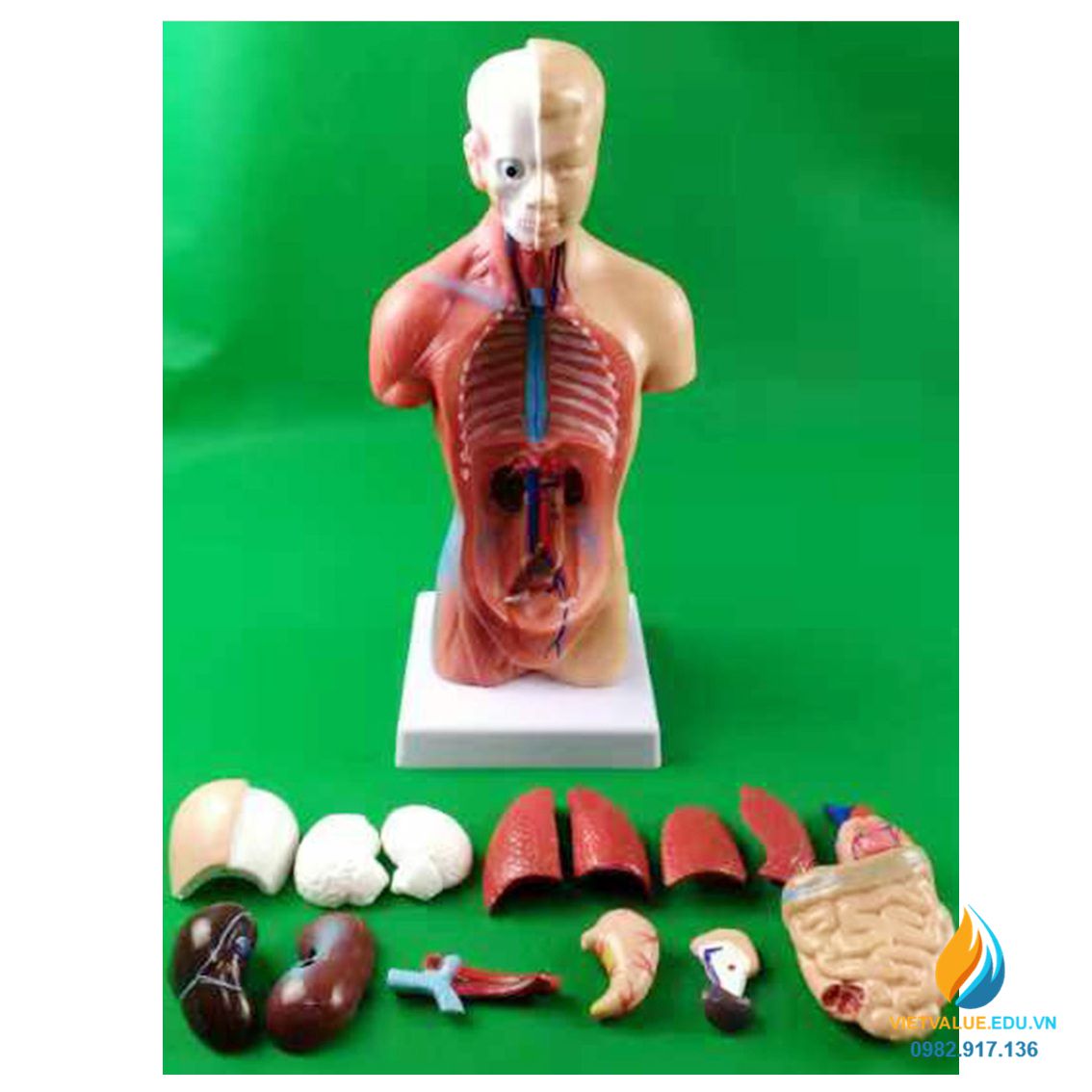 Mô hình giải phẫu nội tạng người, chất liệu nhựa PVC, mô hình giảng dạy y khoa