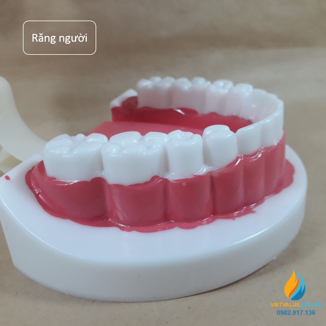 Mô hình hàm răng người, mô hình quan sát bộ phận người giảng dạy sinh học