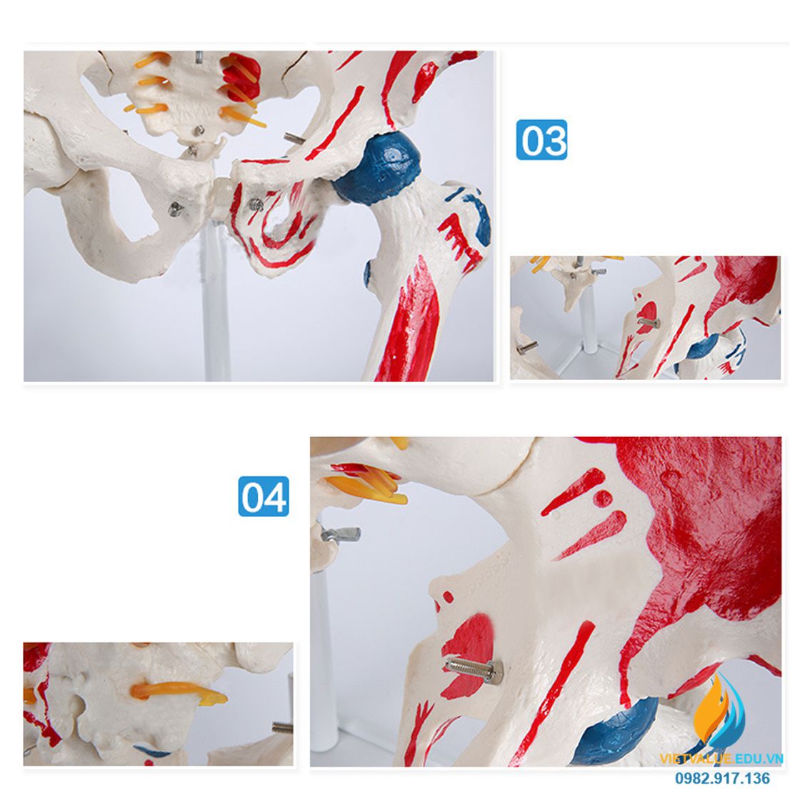 Mô hình xương sống và xương chậu người, dài 85cm, chất liệu nhựa PVC