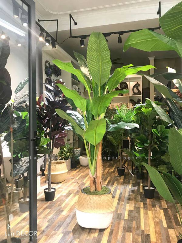 cay-chuoi-landecor