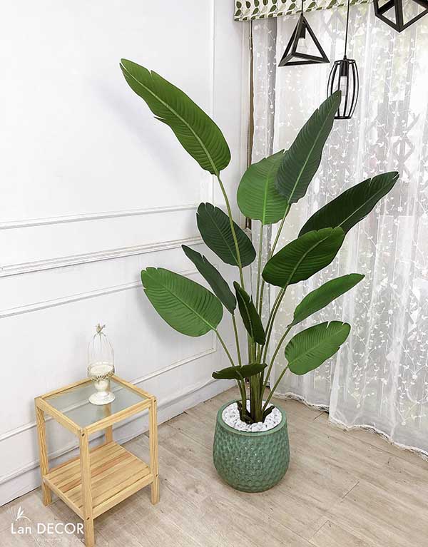 Cay-chuoi-canh-trang-tri