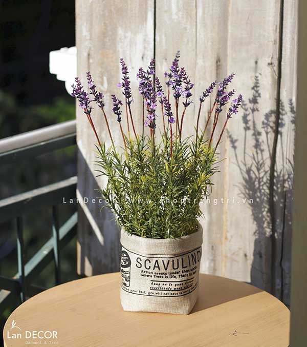 cay-hoa-lavender