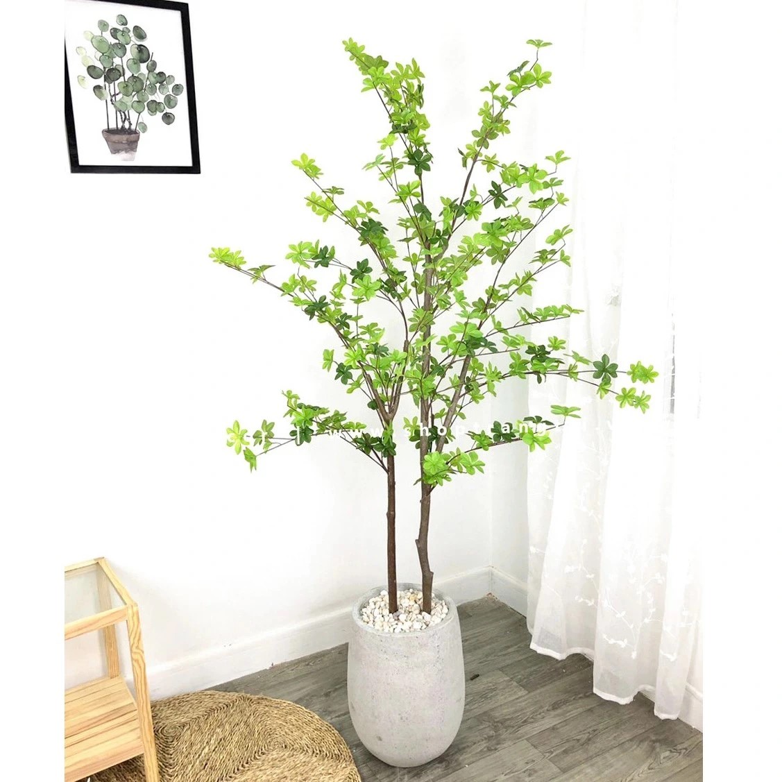 cay-thạch-nam-nhat-ban