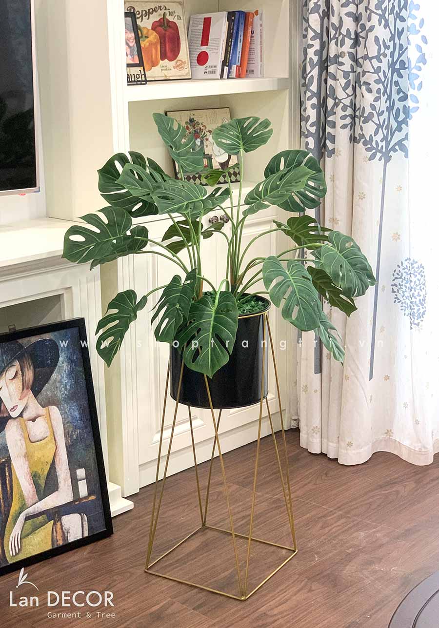 Cay-monstera-dep