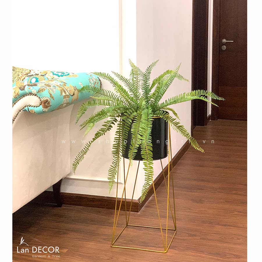 cay-duong-xi-landecor