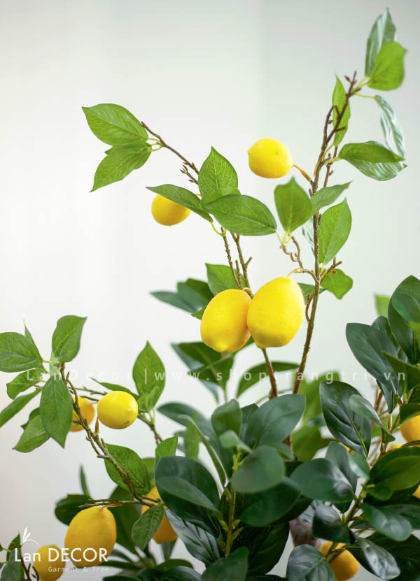cay-chanh-my-landecor