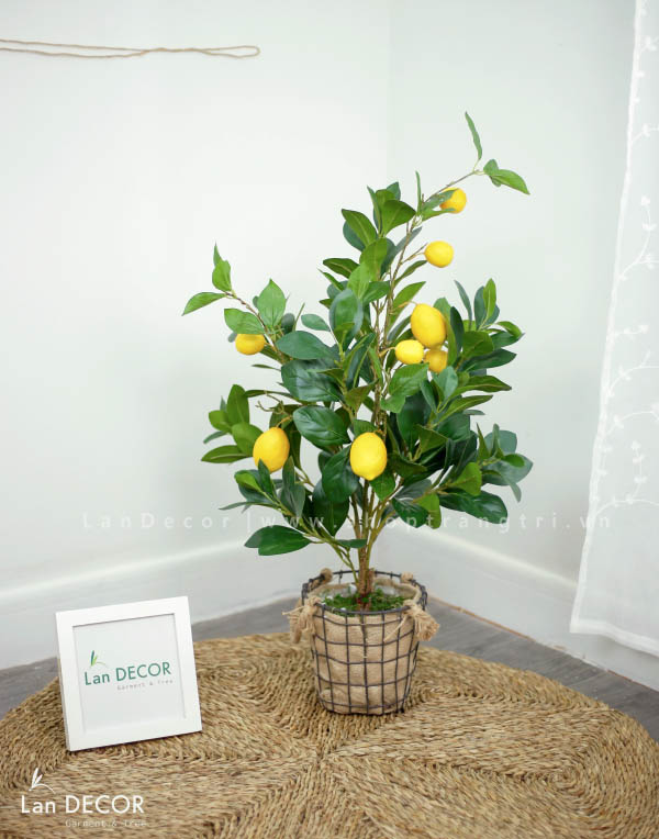 cay-chanh-my-nho-landecor